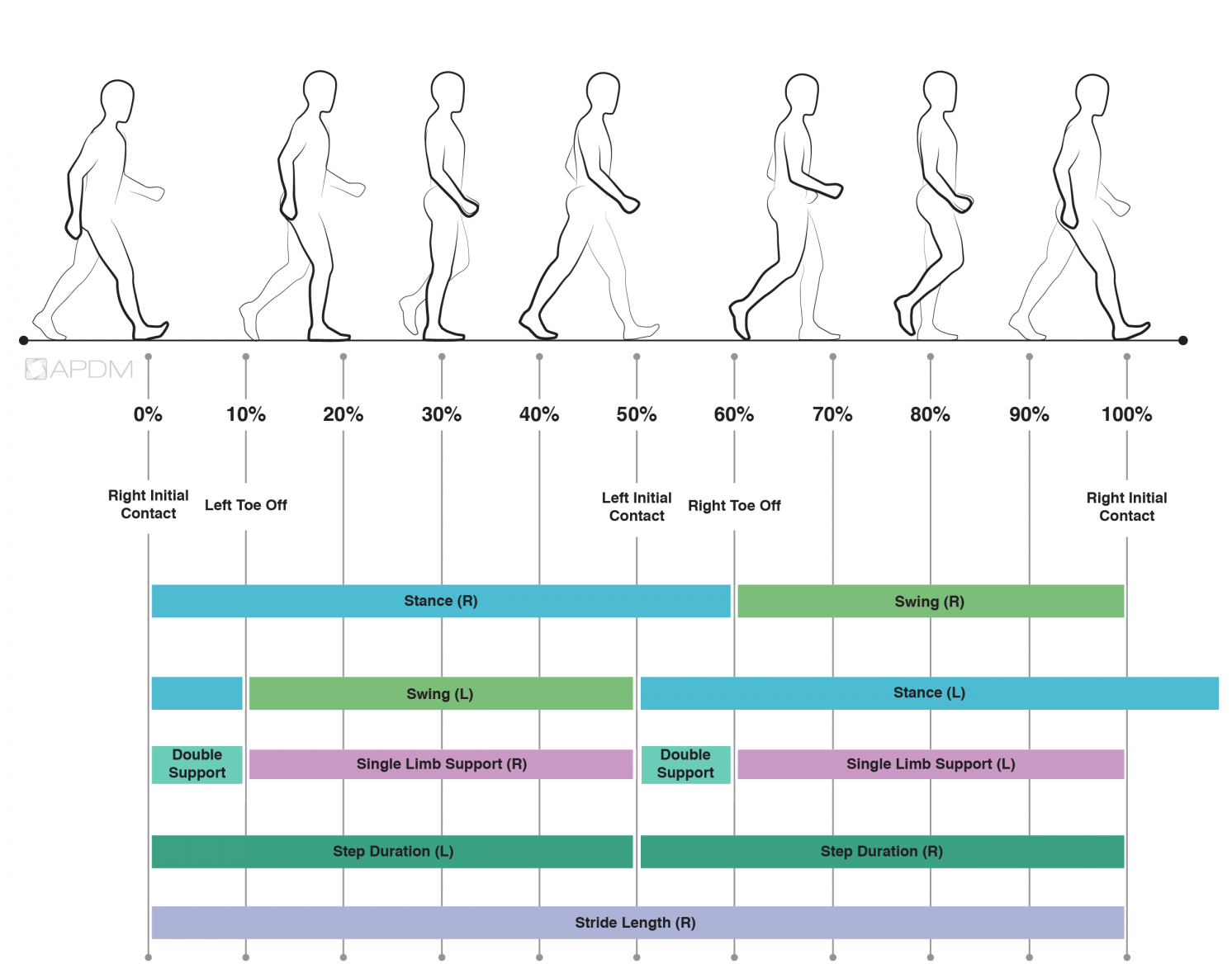 Gait Speed Chart